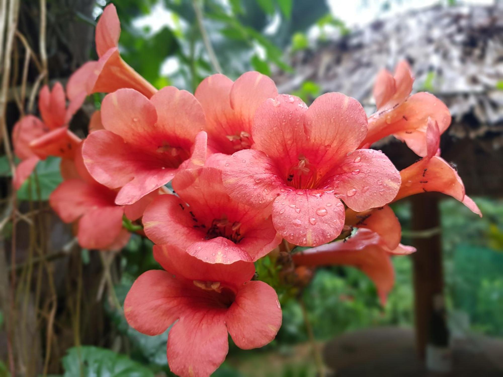 Vu Linh Palm House Homestay - Bungalow Yen Bai 外观 照片